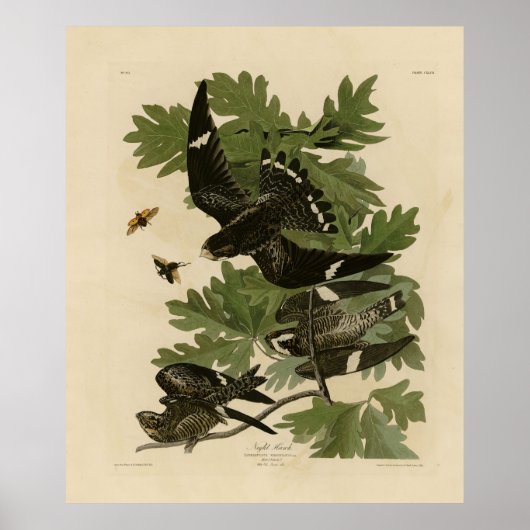 Night Hawk - John James Audubon's Birds of America ポスター (正面)