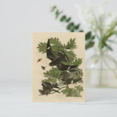 Night Hawk - John James Audubon's Birds of America ポストカード (スタンド正面)