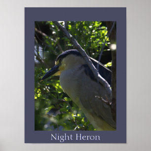 Night Heronフォトポスター ポスター