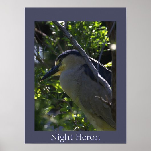 Night Heronフォトポスター ポスター (正面)
