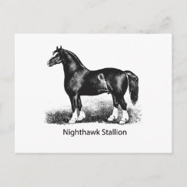 Nightawk StallionProduct 厳選された Multiple ポストカード