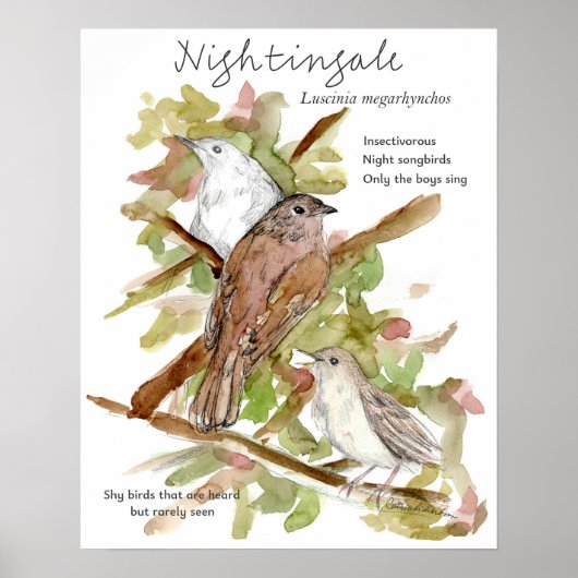 Nightingale Songbird Leaves Trees Drawing ポスター (正面)