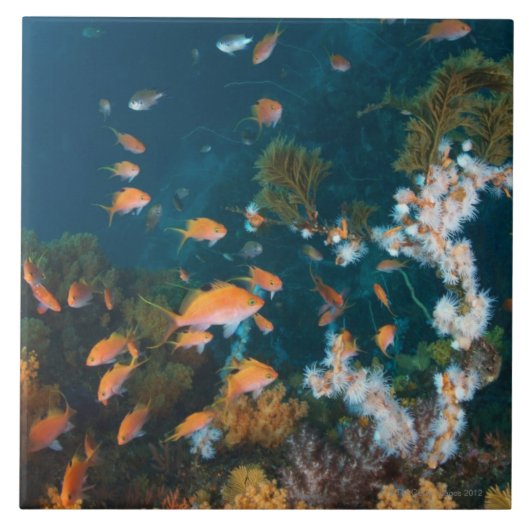 Nishiizumachiの静岡県、日本2 タイル (正面)