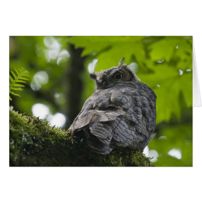 Nisquallyカードのフクロウ (正面横)