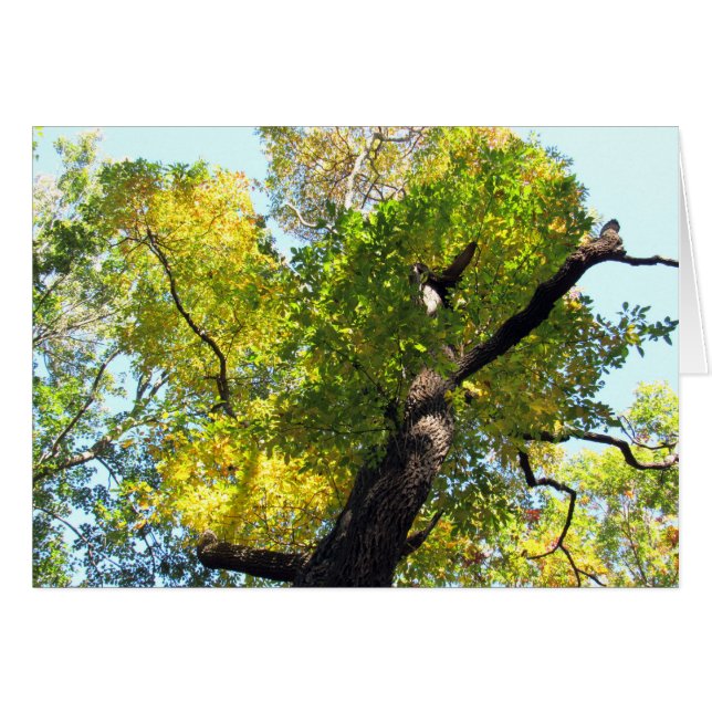 NJの美しい (正面横)