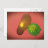 NK細胞は毒素を注入します ポストカード (正面/裏面)