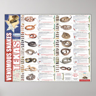 NNTRCによるテキサス州・ポーザーの毒ヘビ ポスター