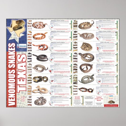 NNTRCによるテキサス州・ポーザーの毒ヘビ ポスター (正面)