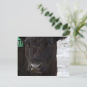 『No Bull』はがき ポストカード (スタンド正面)