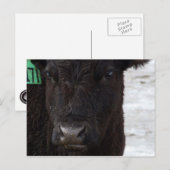 『No Bull』はがき ポストカード (正面/裏面)