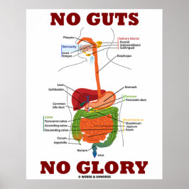 No Guts No Glory (消化器系の解剖学) ポスター