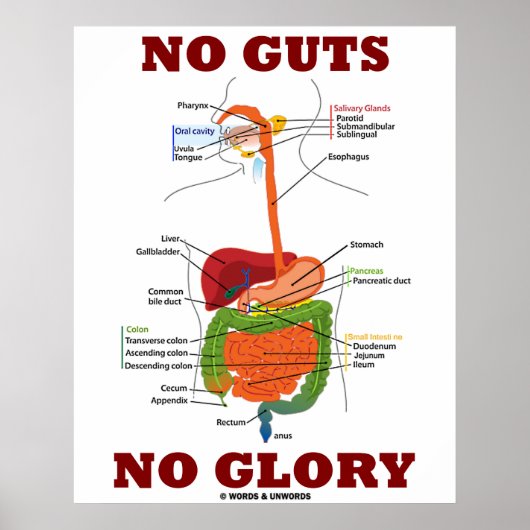No Guts No Glory （消化器系の解剖学） ポスター (正面)