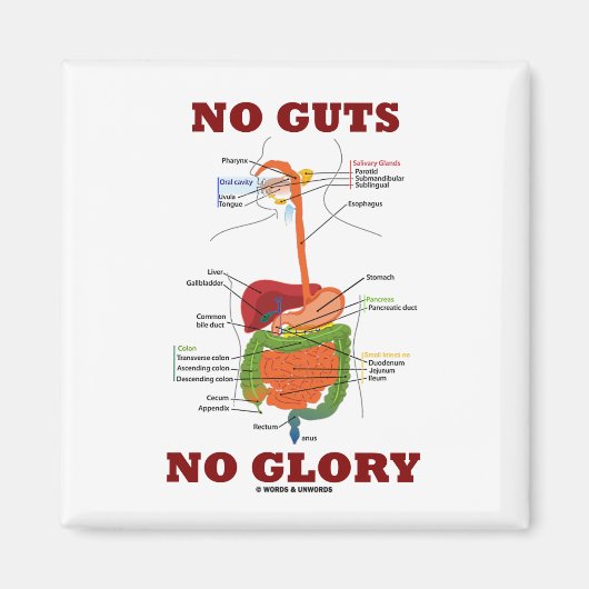 No Guts No Glory （消化器系解剖学ユーモア） マグネット (正面)