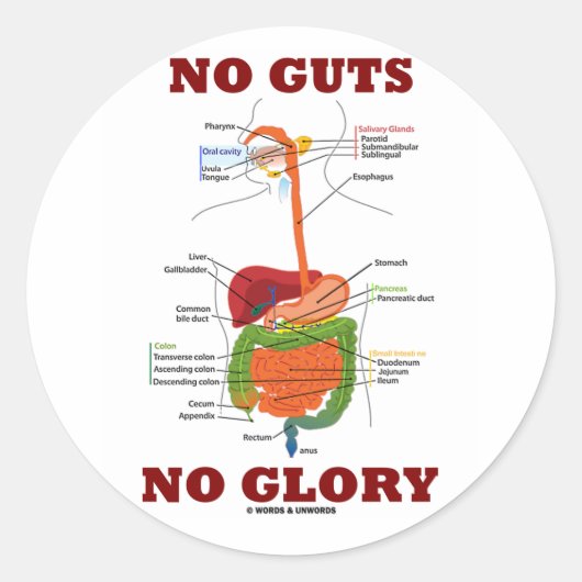 No Guts No Glory (消化器系解剖学ユーモア) ラウンドシール (正面)