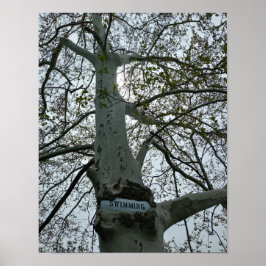 No Swimming Sign in a Tree ポスター