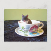 noah 2はがき ポストカード (正面)