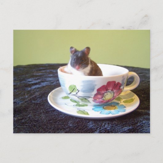 noah 2はがき ポストカード (正面)