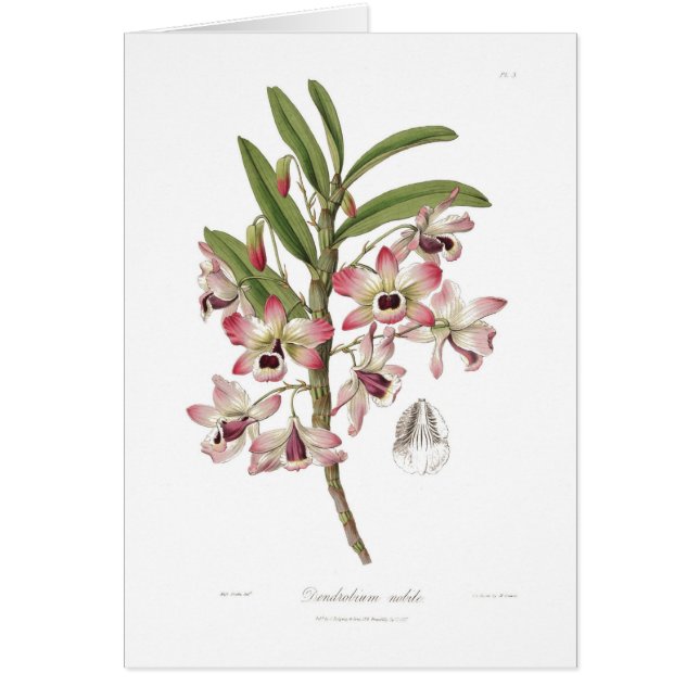 nobileデンドロビウム (正面)