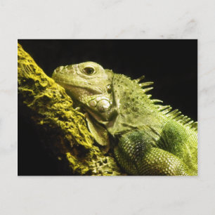 Noble Iguanaはがき ポストカード