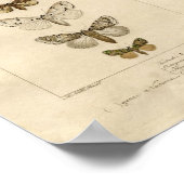 Noctanes検体ポスター ポスター (角)