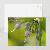 Noddingワイルドオニオンバージニアワイルドフラワーポストカード ポストカード (正面/裏面)