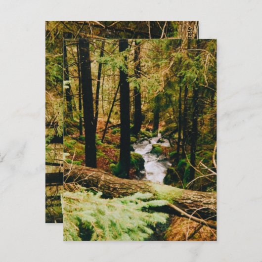 Nordic Woods ポストカード (正面/裏面)