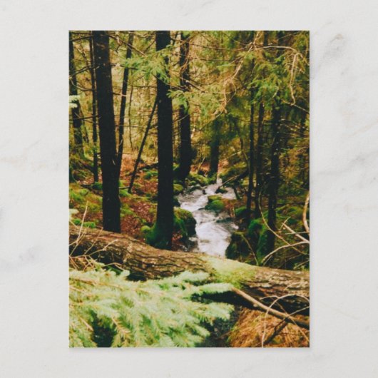 Nordic Woods ポストカード (正面)