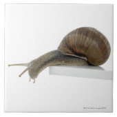 Normalsnail タイル (正面)