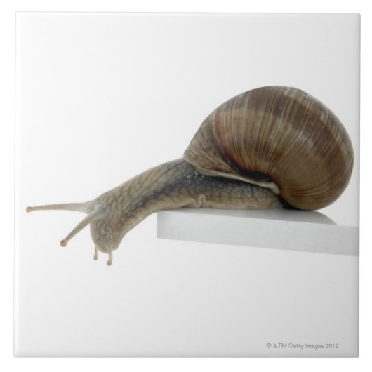 Normalsnail タイル (正面)