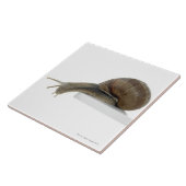 Normalsnail タイル (側面)