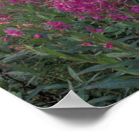 North America, Canada, Yukon. Abandoned trappers ポスター (角)