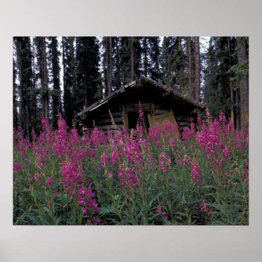 North America, Canada, Yukon. Abandoned trappers ポスター (正面)