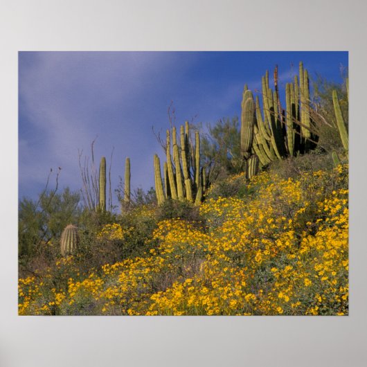 North America, USA, Arizona, Organ Pipe Cactus ポスター (正面)
