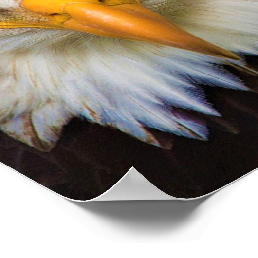 North American Bald Eagle Poster ポスター (角)