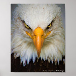 North American Bald Eagle Poster ポスター