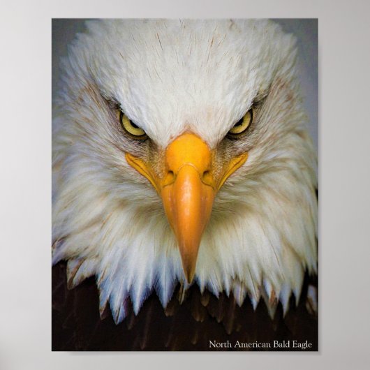 North American Bald Eagle Poster ポスター (正面)