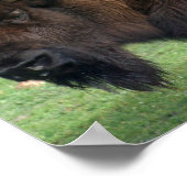 North American Bison Print ポスター (角)
