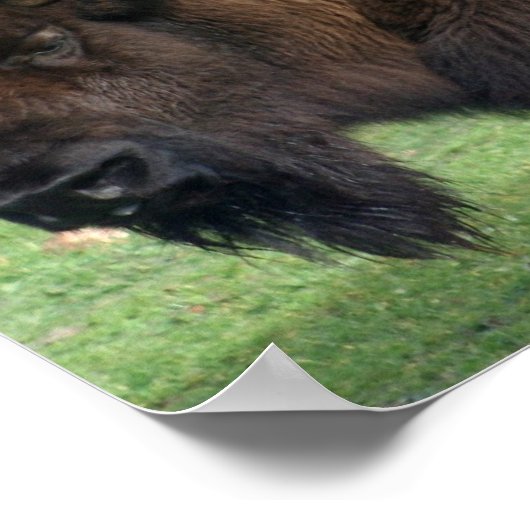 North American Bison Print ポスター (角)