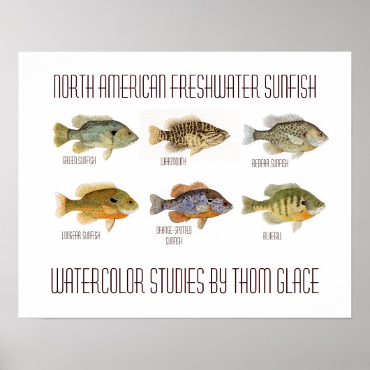 North American Freshwater Sunfish ポスター (正面)