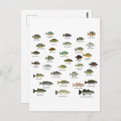 North American Sunfish Group ポストカード (正面/裏面)