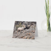 North Fork Ram - 4" x 5.6" Notecard シーズンカード (正面)