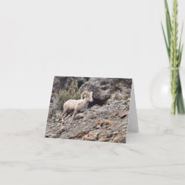 North Fork Ram - 4" x 5.6" Notecard シーズンカード