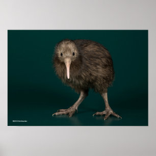 North Island Brown Kiwi ポスター