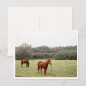 North Shore Kauai Horses Hawaii  ポストカード (正面/裏面)