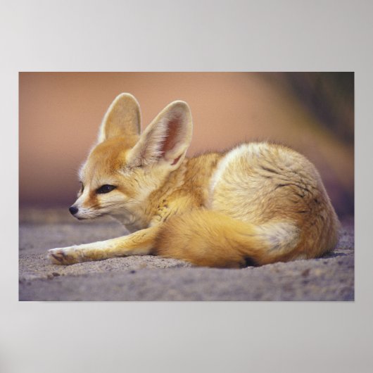 Northern Africa. Fennec Fennecus zerda) ポスター (正面)