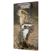 Northern Bobwhite quailのベビーで飲む クリップボード (左)