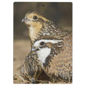 Northern Bobwhite quailのベビーで飲む クリップボード (裏面)