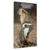 Northern Bobwhite quailのベビーで飲む クリップボード (右)