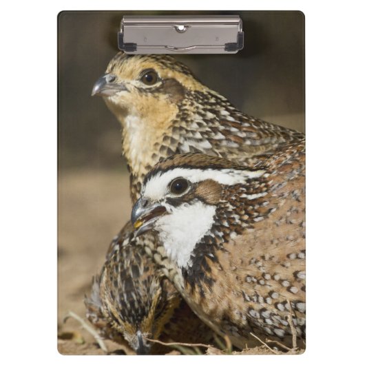Northern Bobwhite quailのベビーで飲む クリップボード (正面)