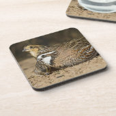 Northern Bobwhite quailのベビーで飲む コースター (左側)